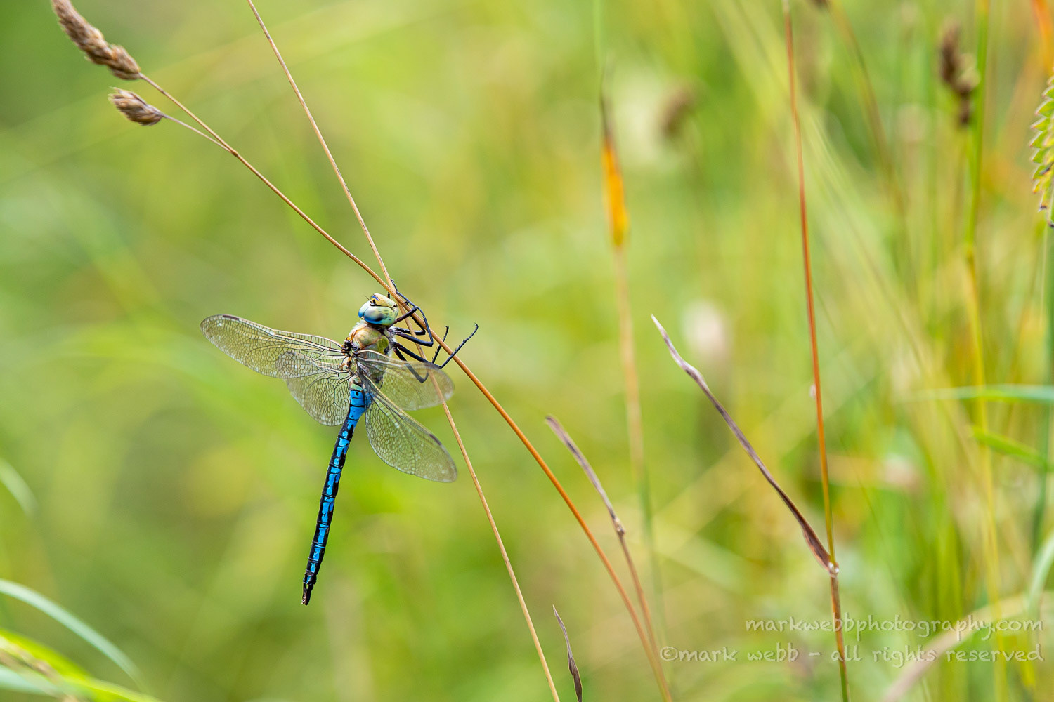 Male