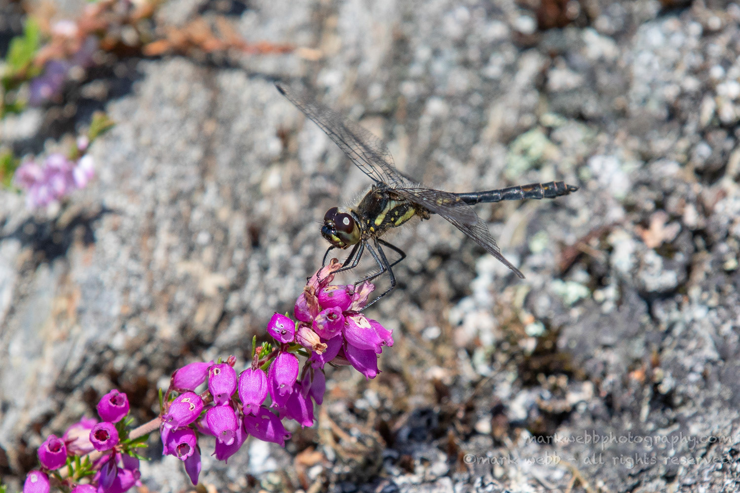 Male