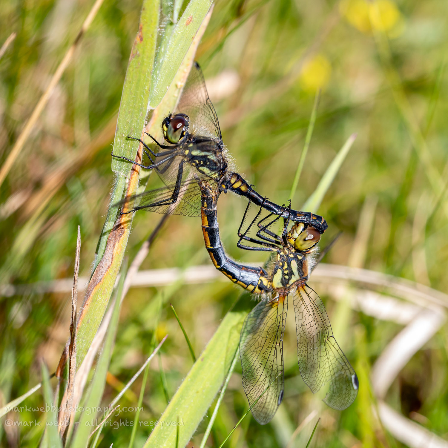 Mating