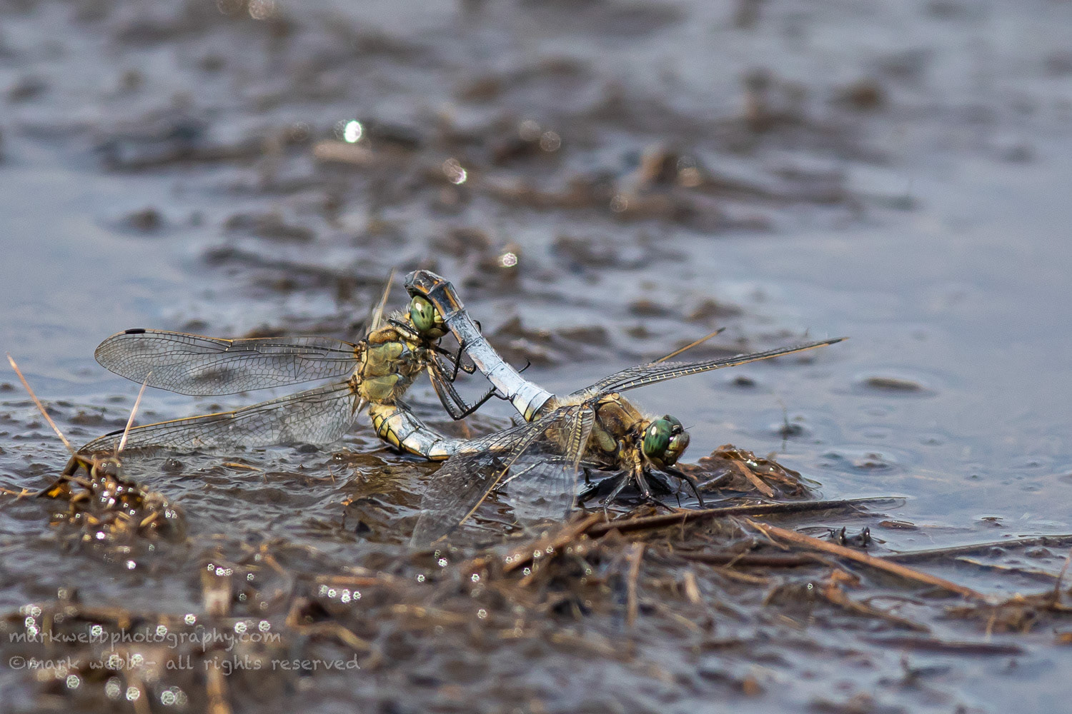 Mating