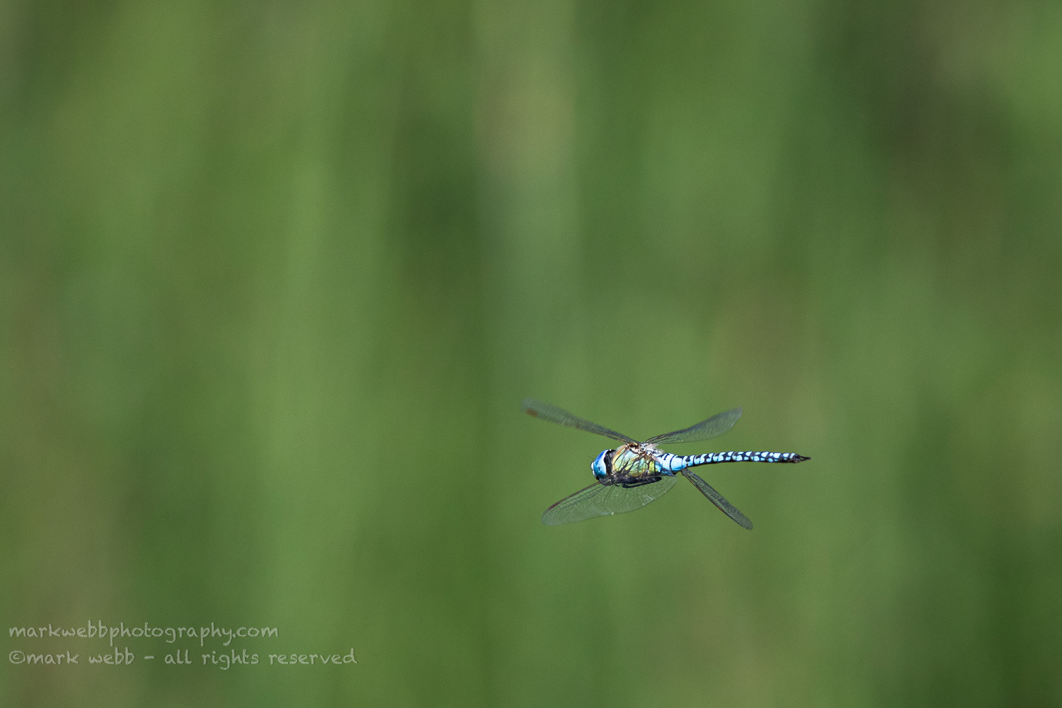 Male