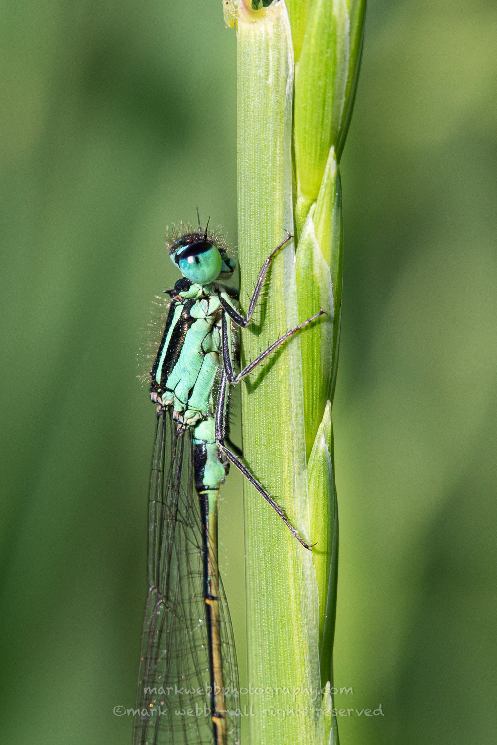 Male