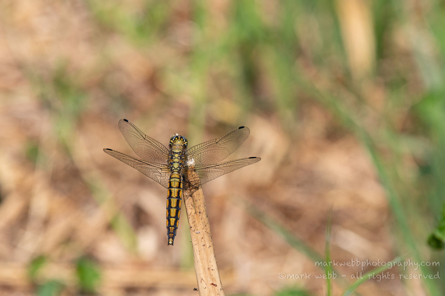 Female