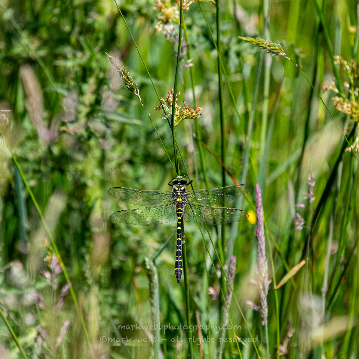 Male