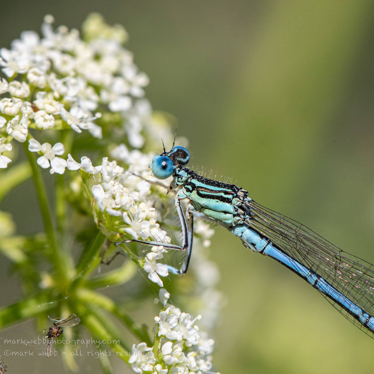 Male