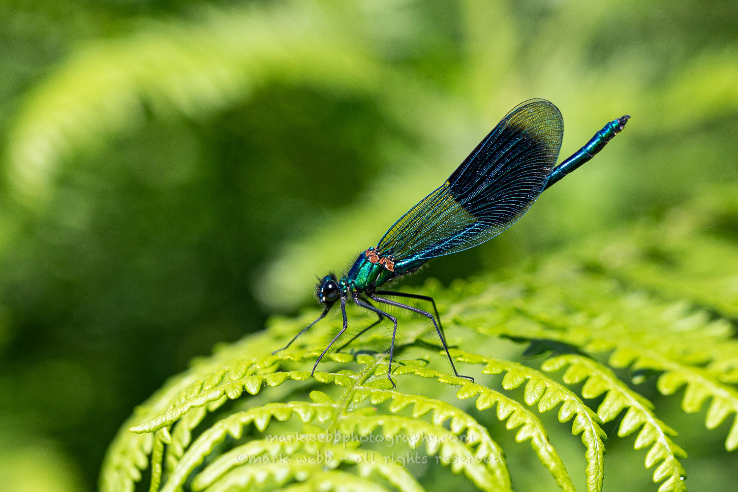 Male