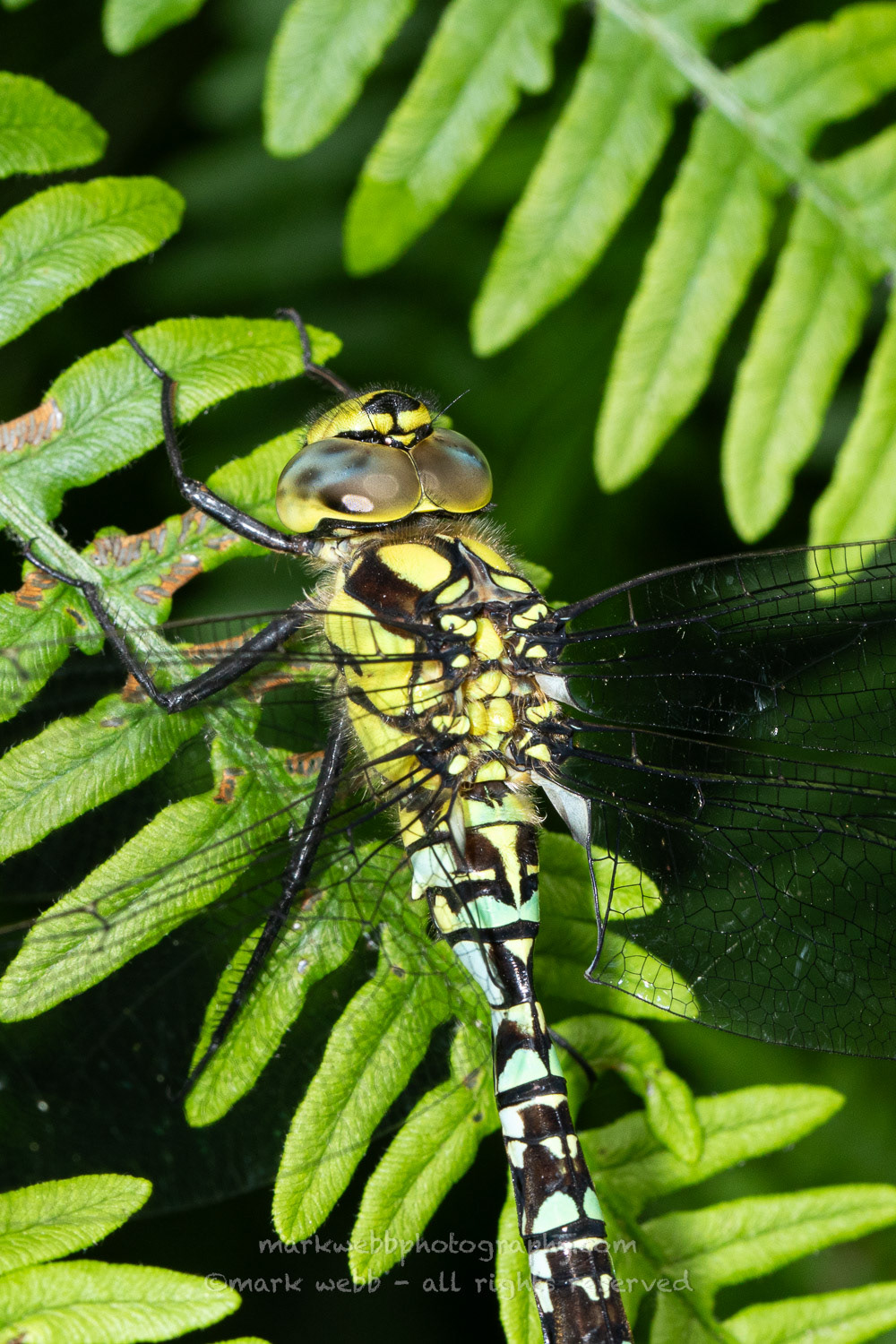 Male (Young Possibly Rarer Blue Markings)
