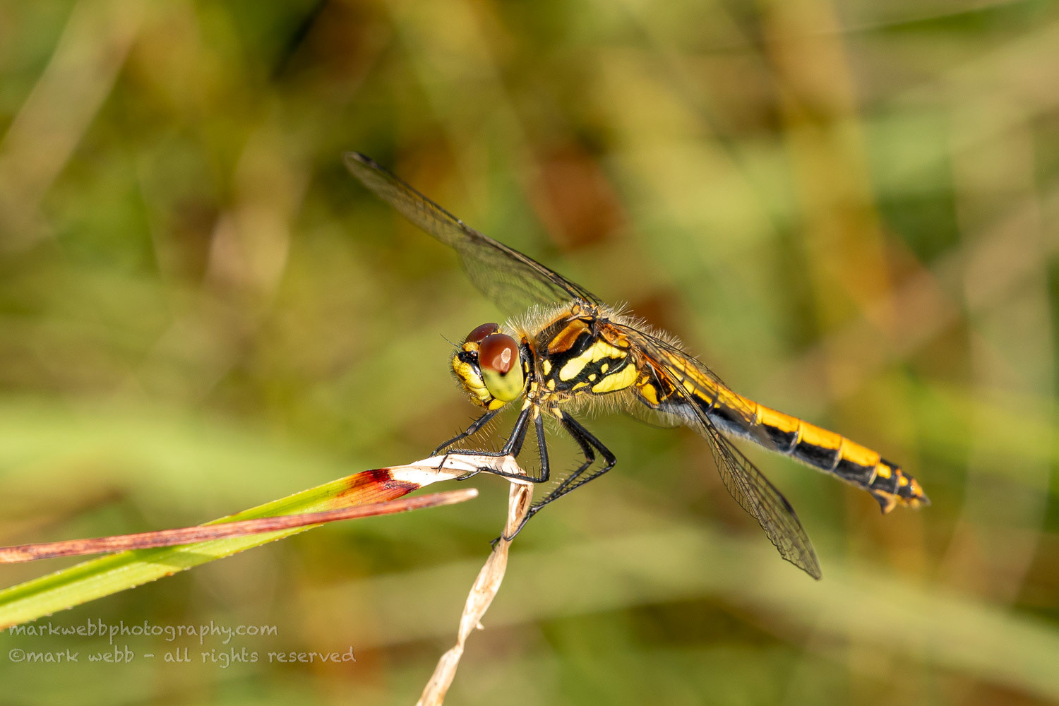 Female