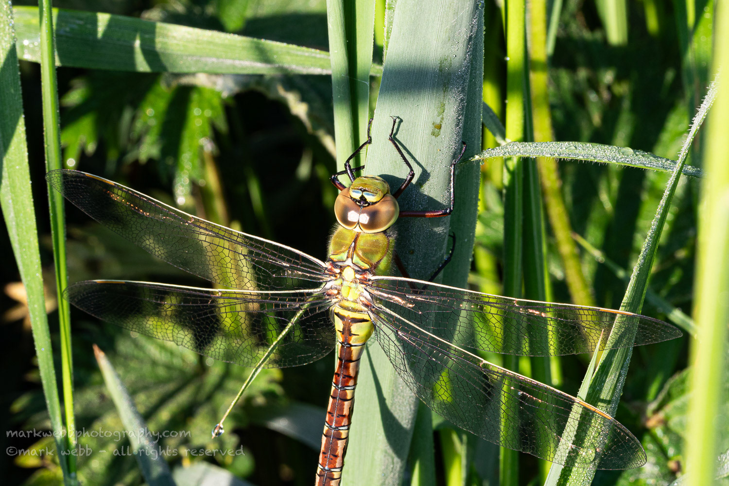 Female (Teneral / Newly Emerged)