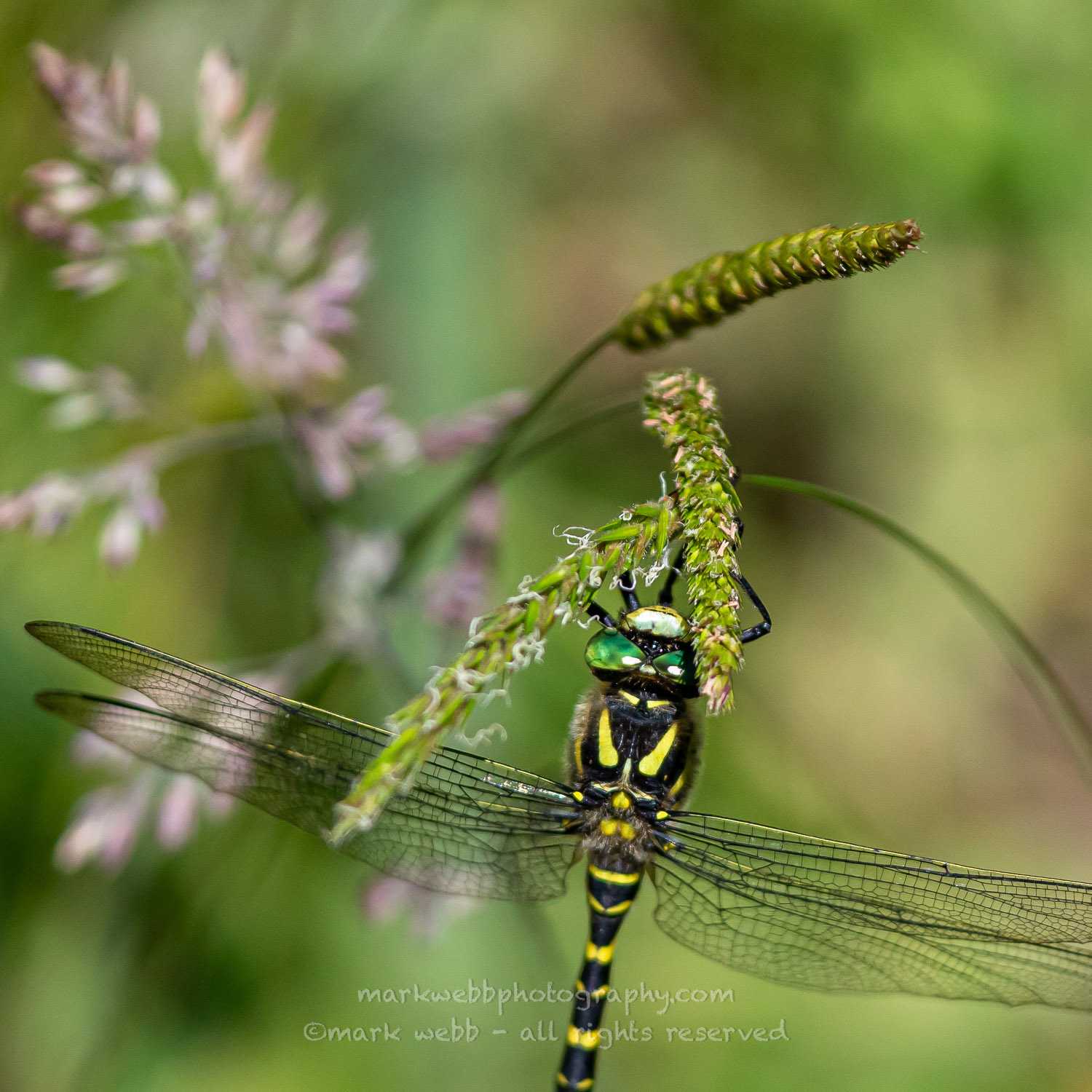 Male
