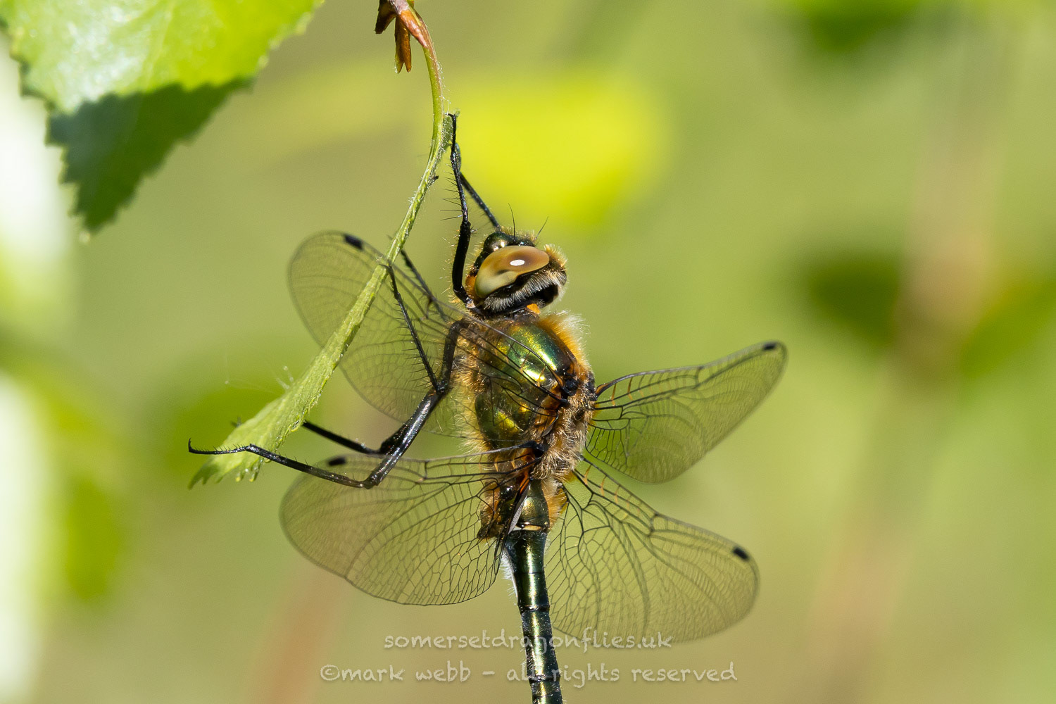 Male