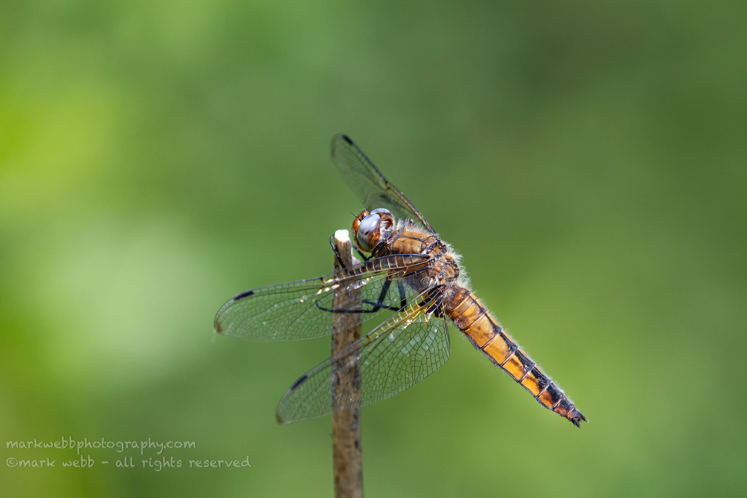 Female (Maturing - Abdomen getting paler)