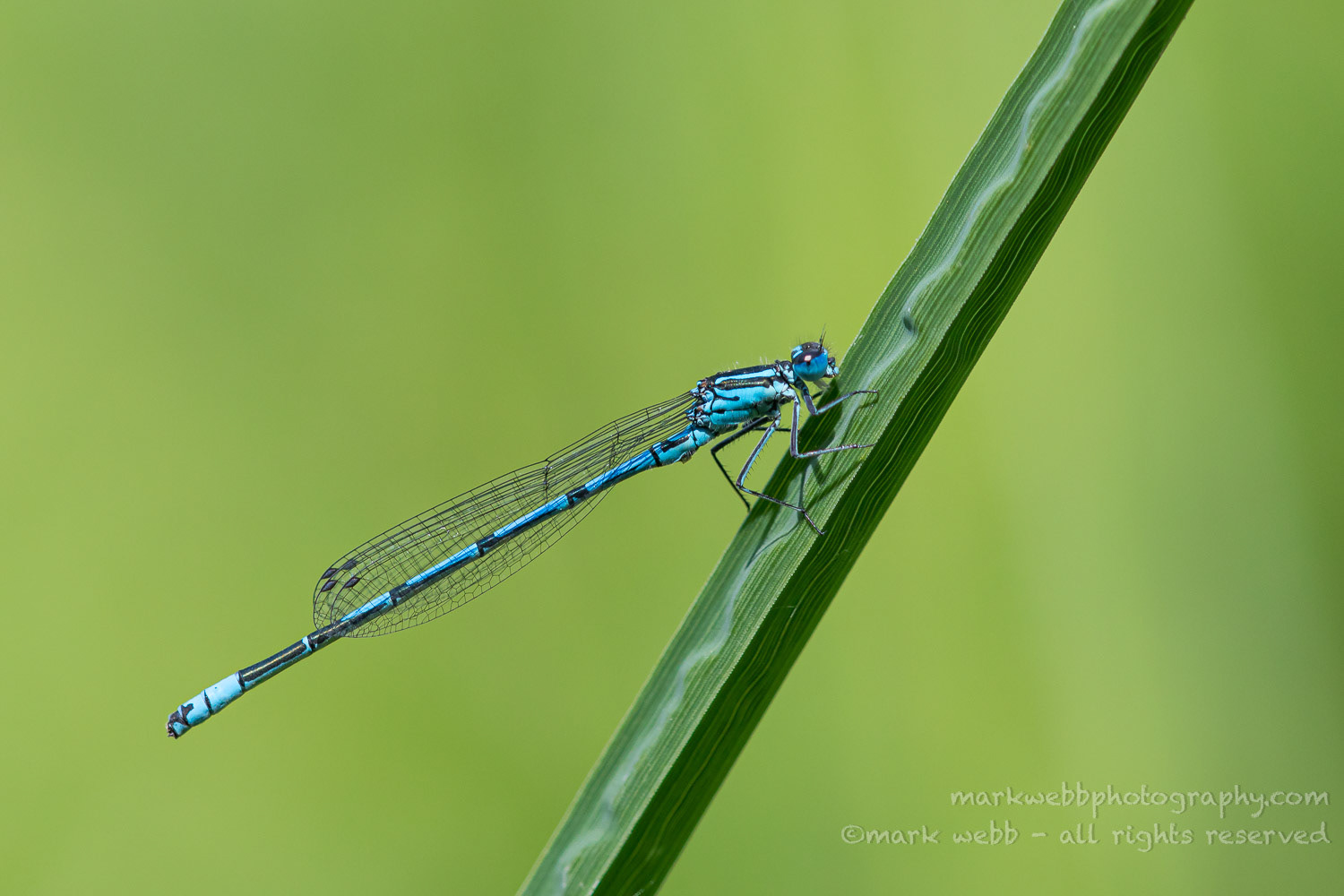 Male