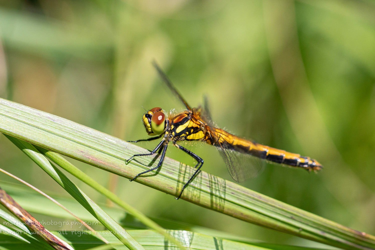 Female