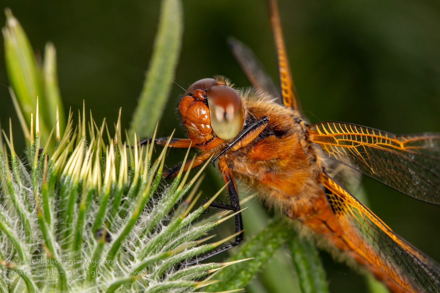 Female