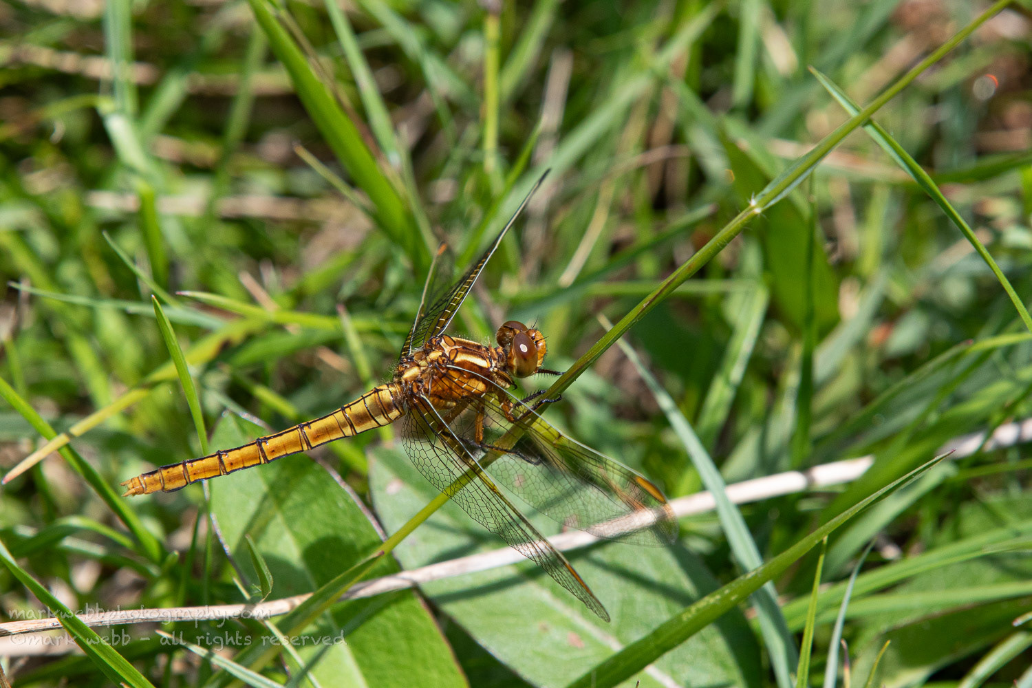 Female
