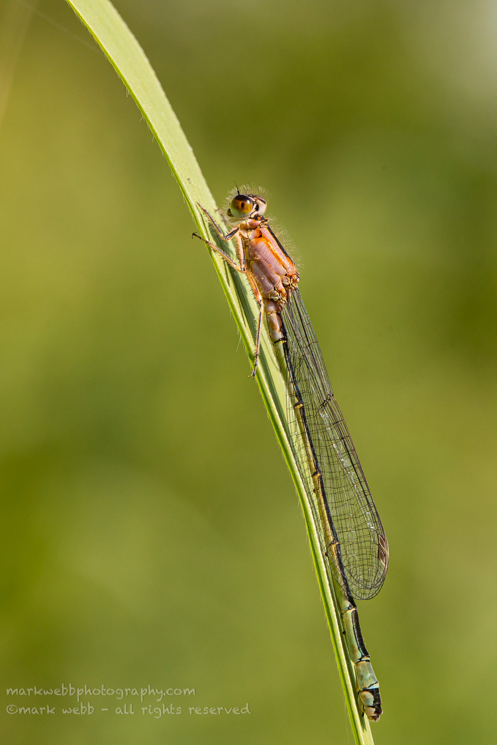 Female (rufescens-obsolete)