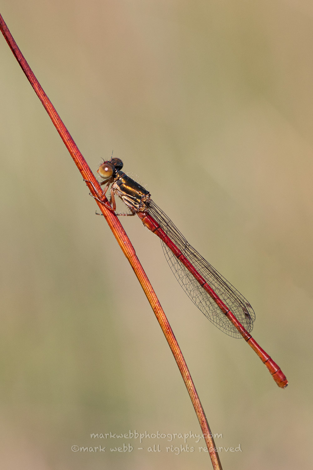 Male