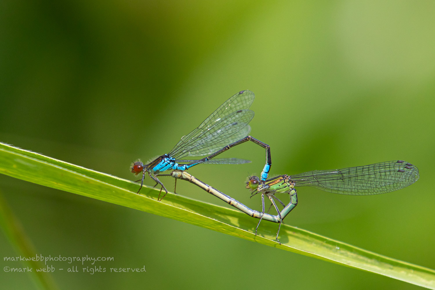 Mating