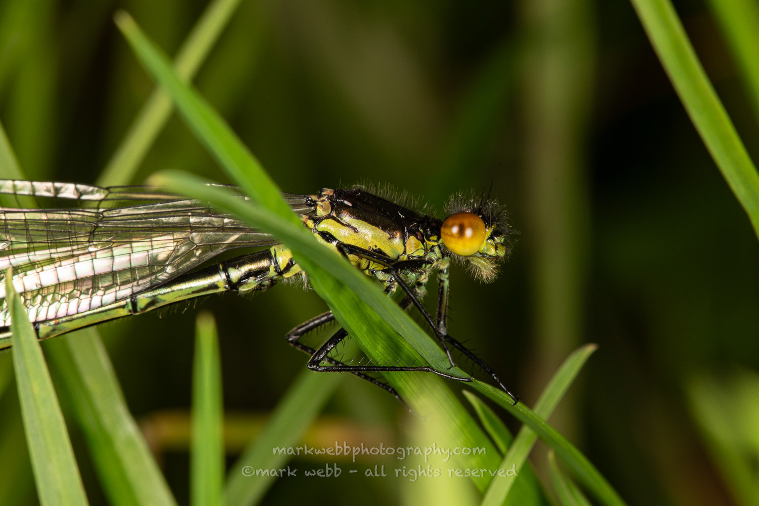 Male (Teneral / Newly Emerged)