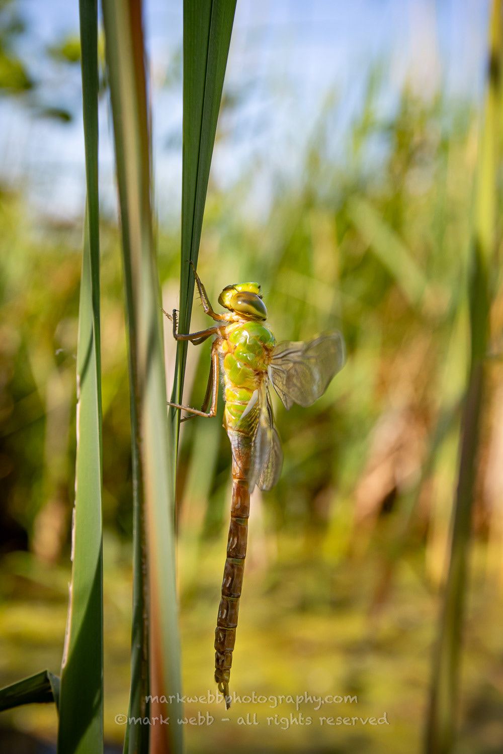 Teneral / Newly Emerged