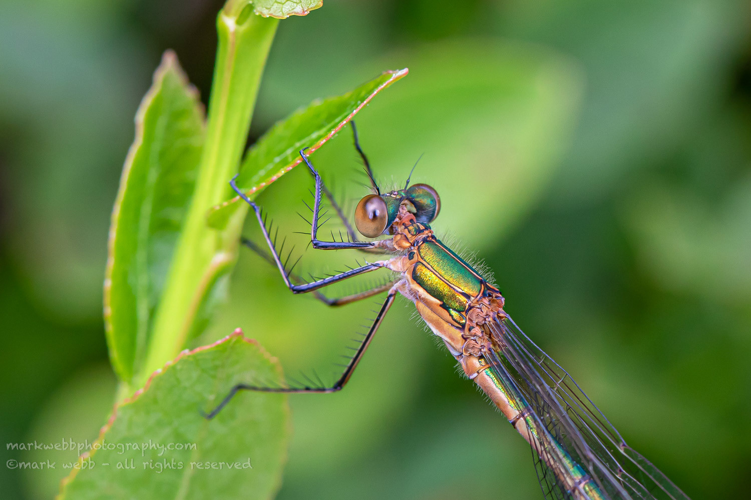 Female
