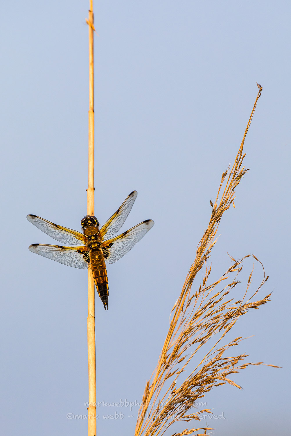 Female