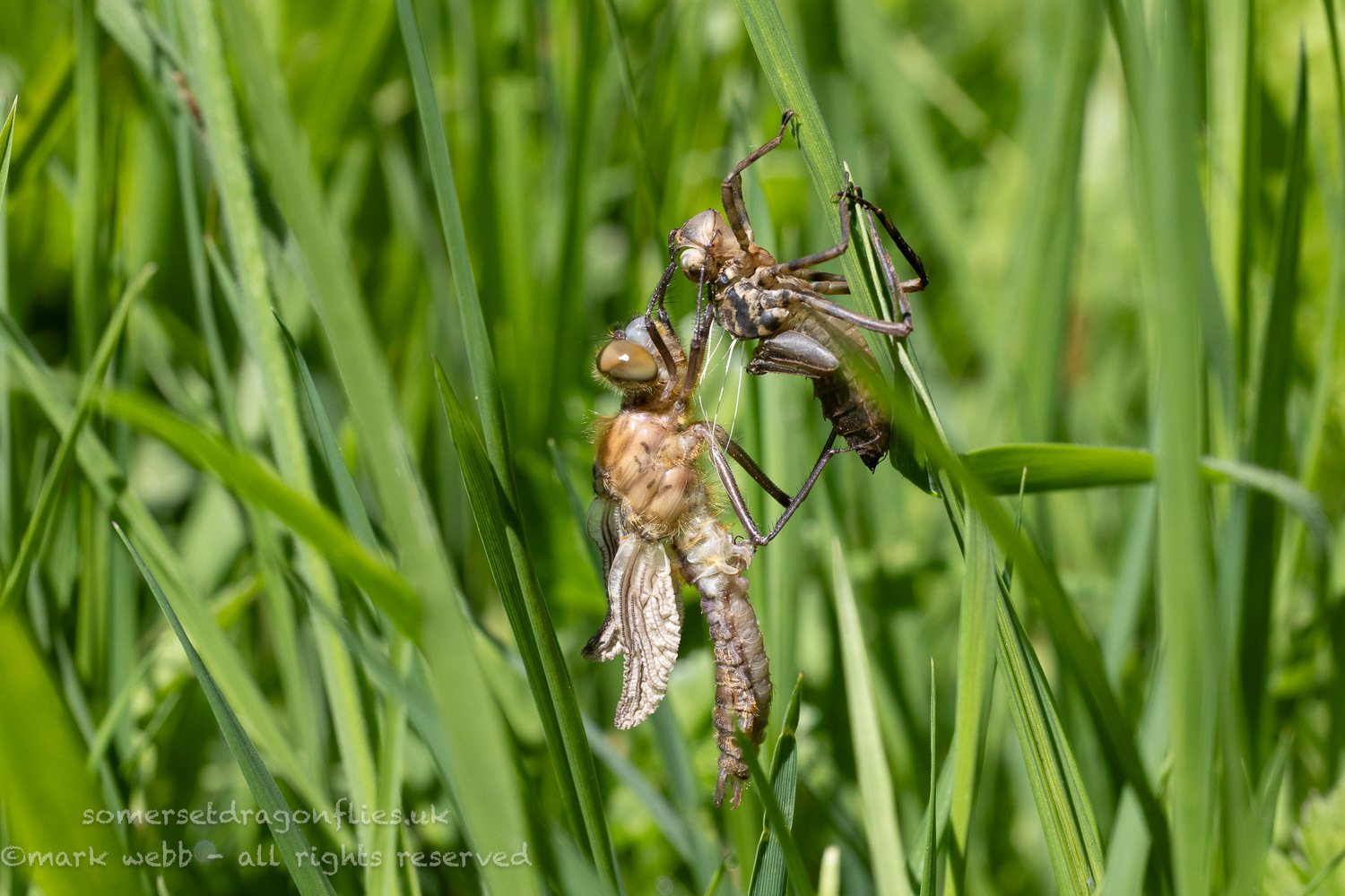 Emerging