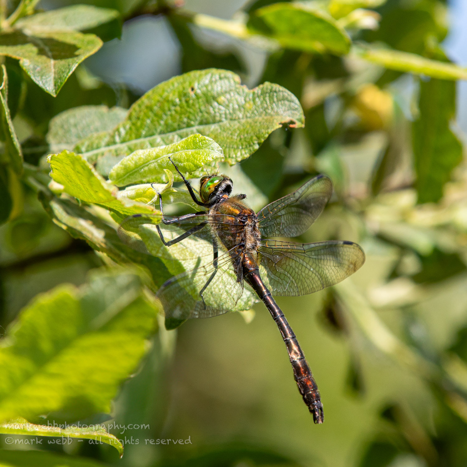Male