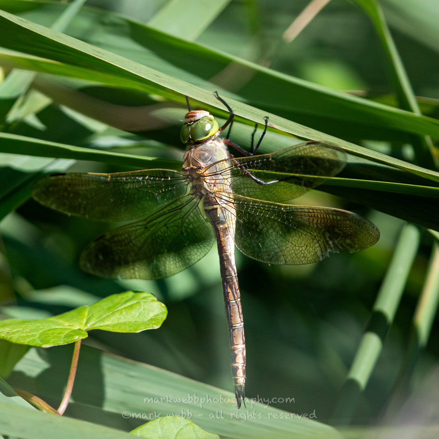 Elderly Female