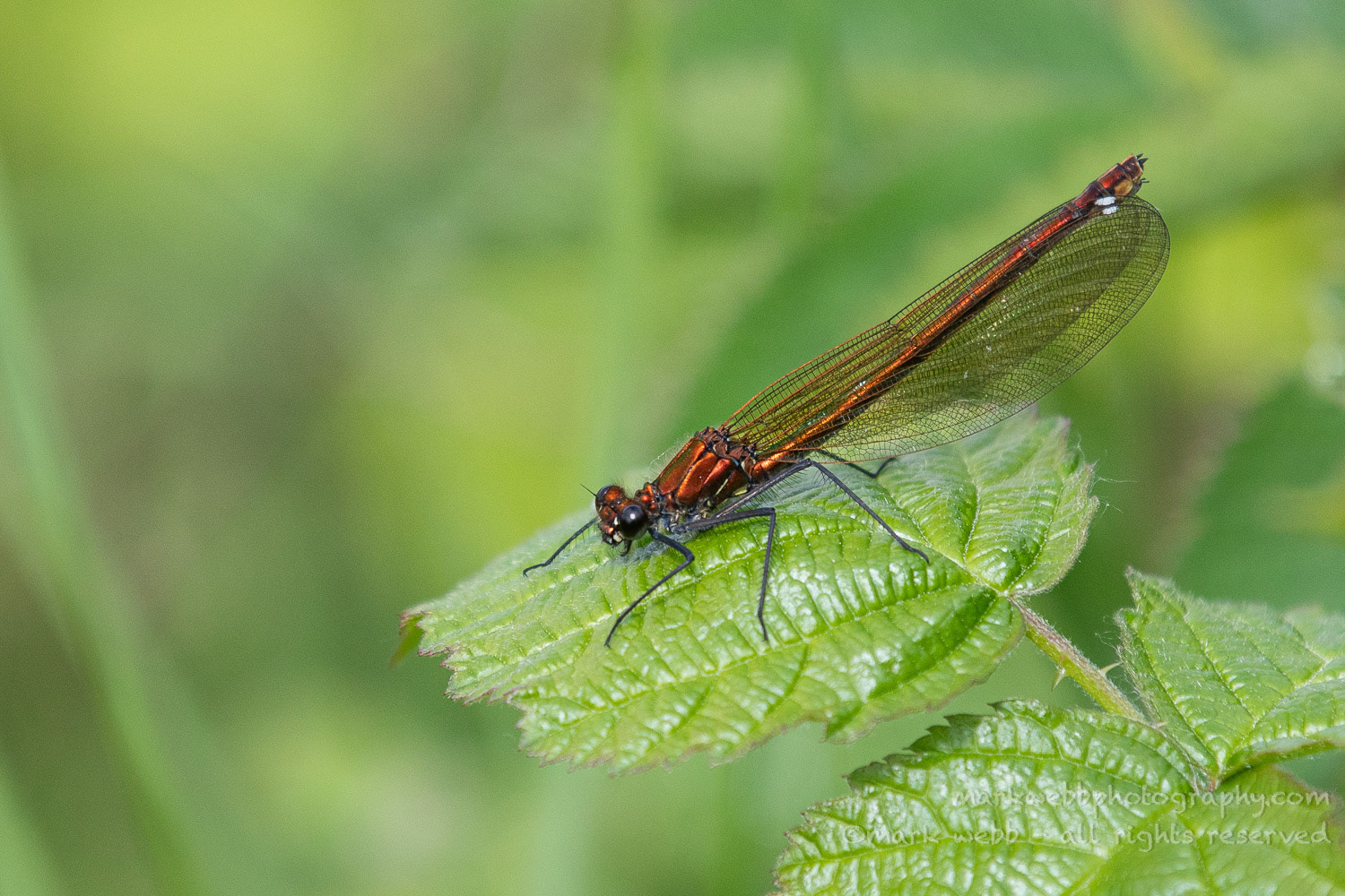 Female (Unusual Variation)