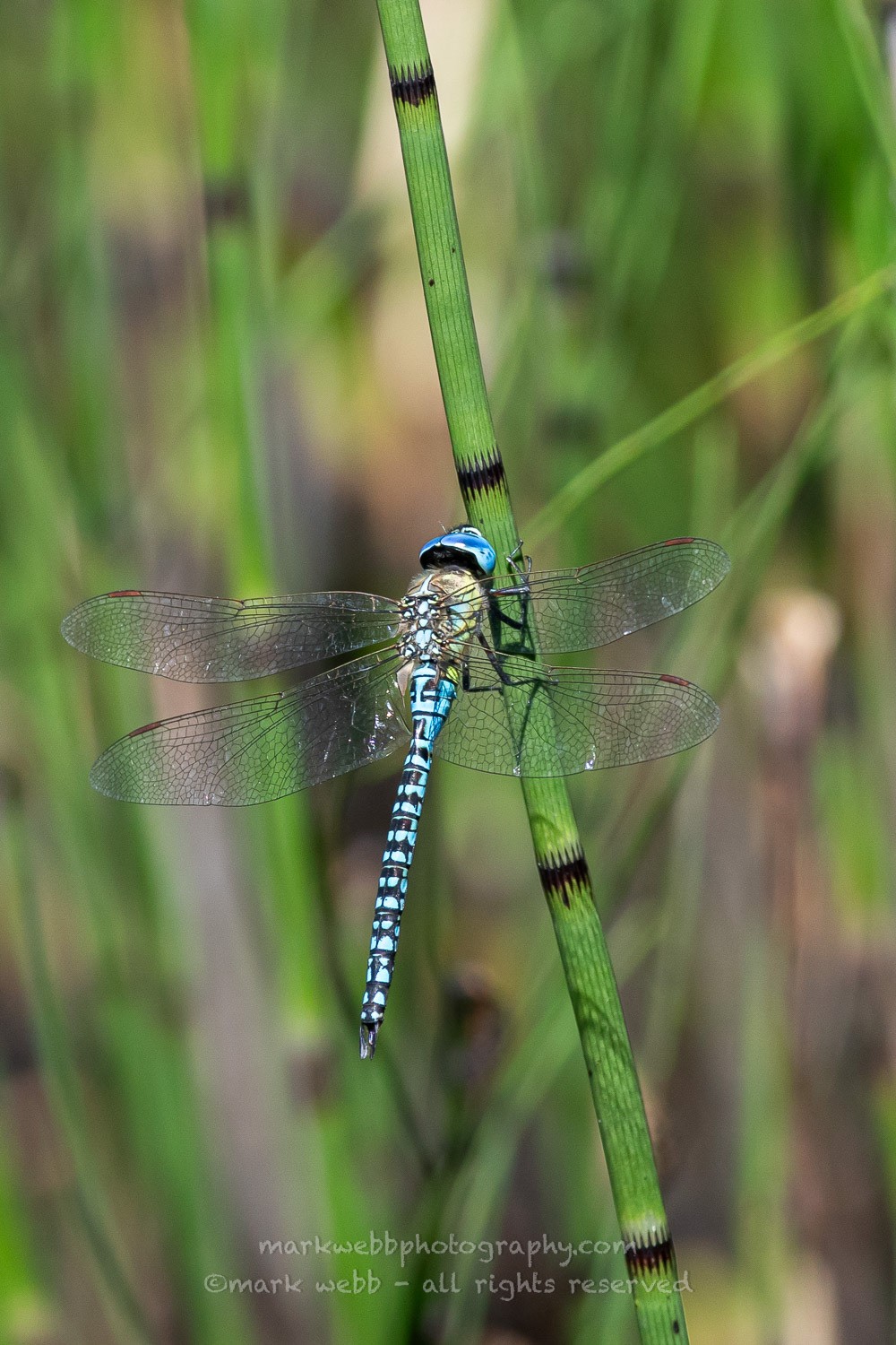 Male