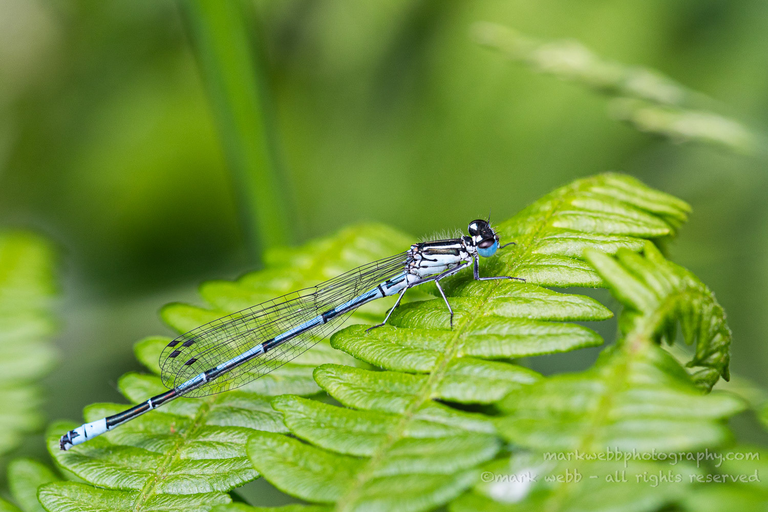 Male