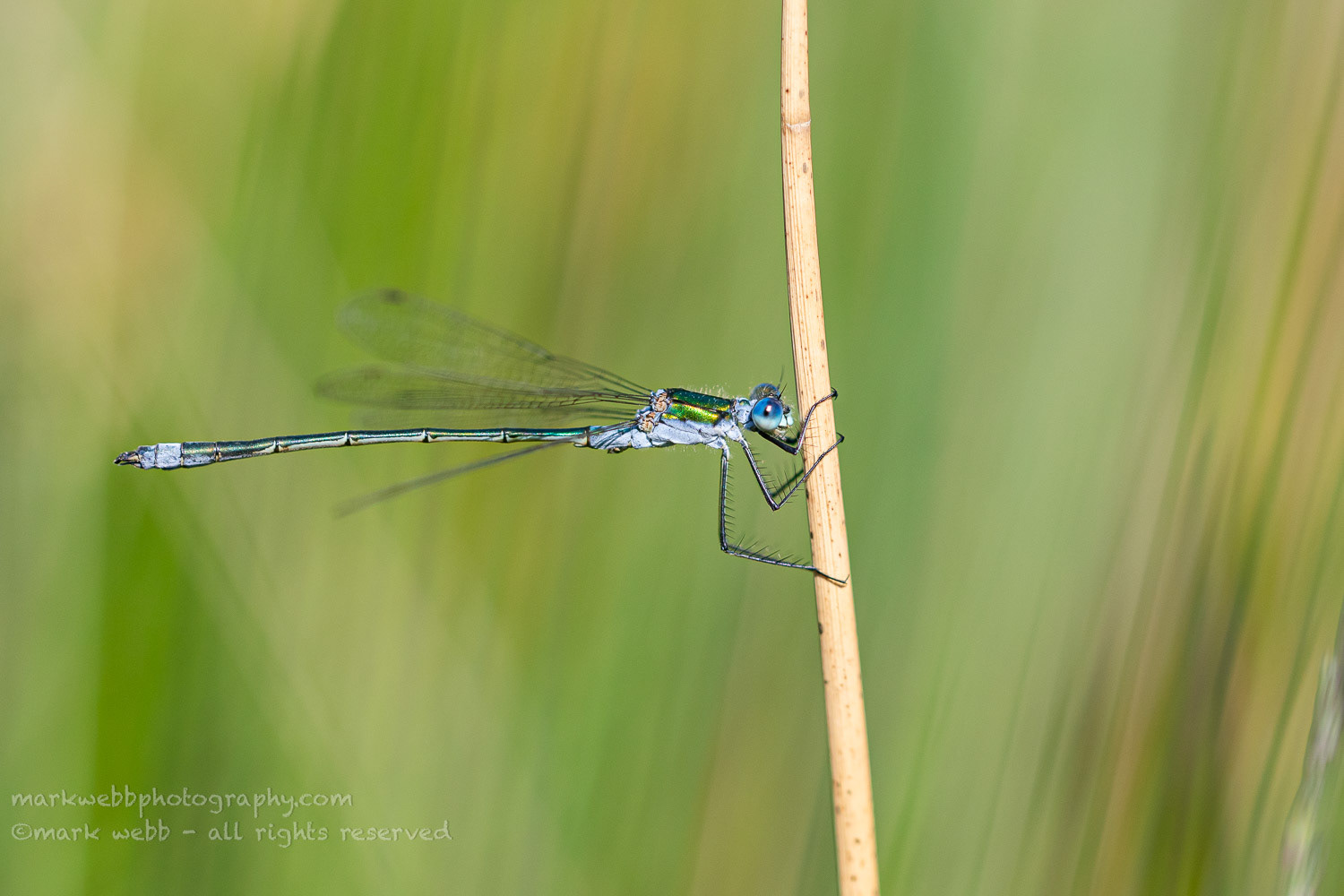 Male