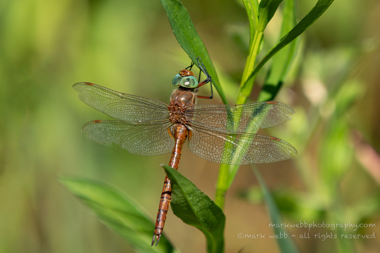 Male