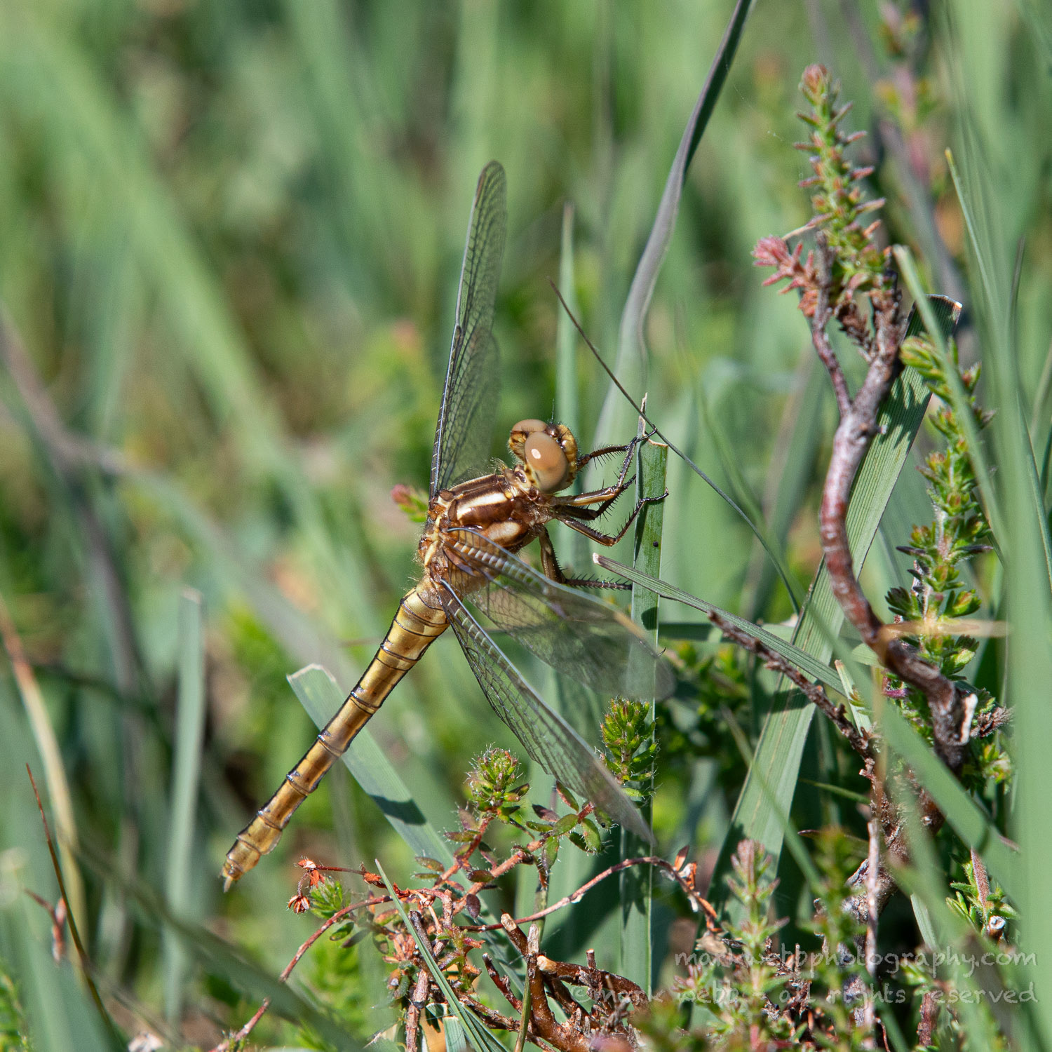 Female (Teneral / Newly Emerged)