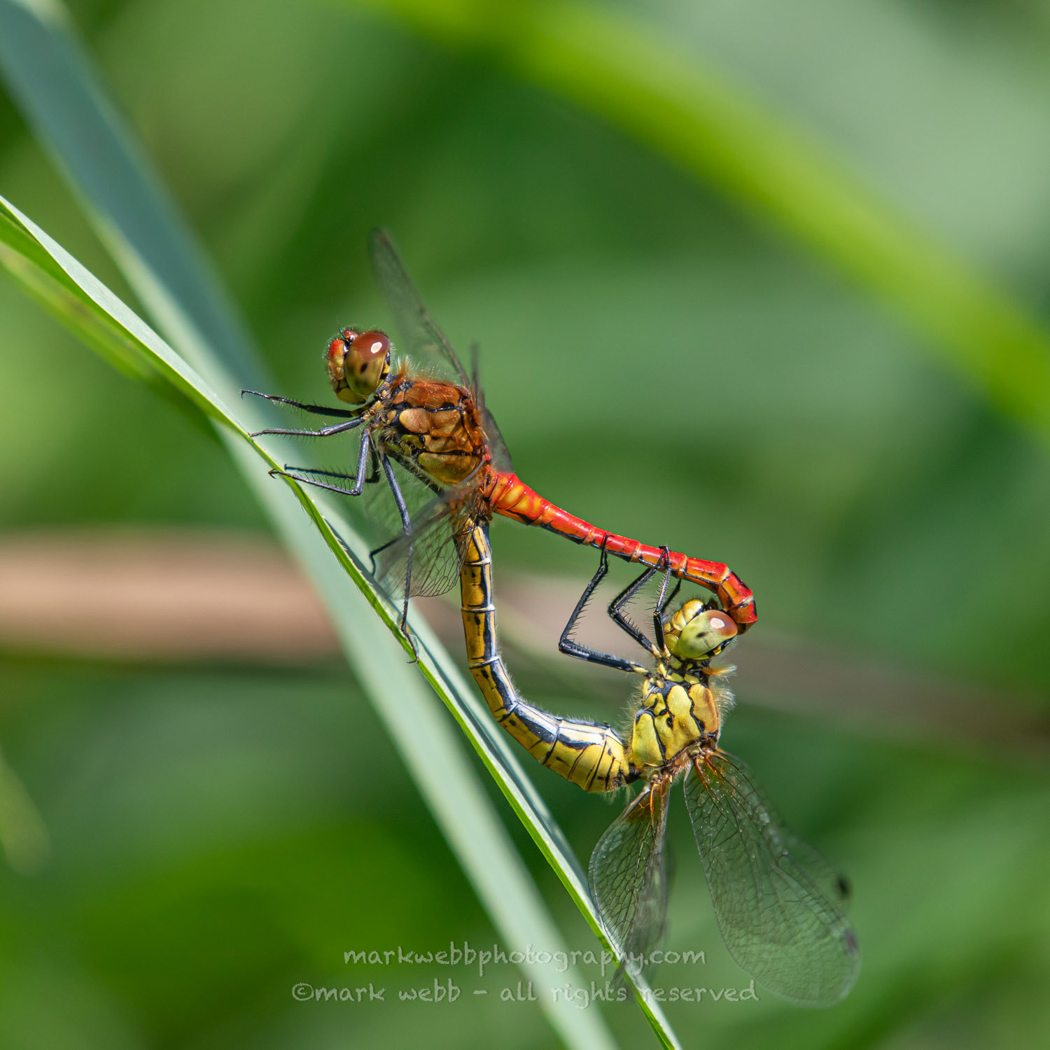 Mating