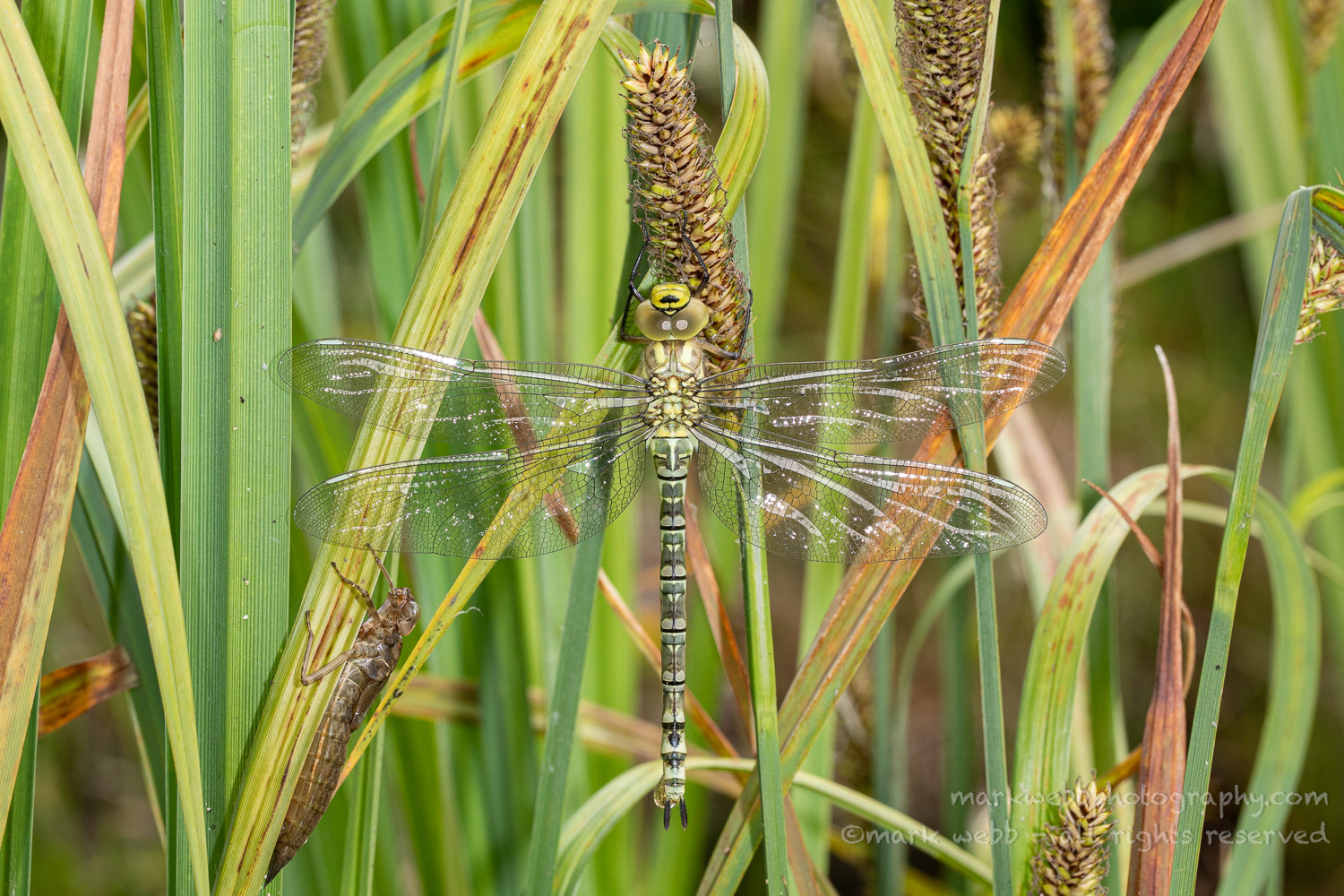 Female (Teneral / Newly Emerged with Exuvia)