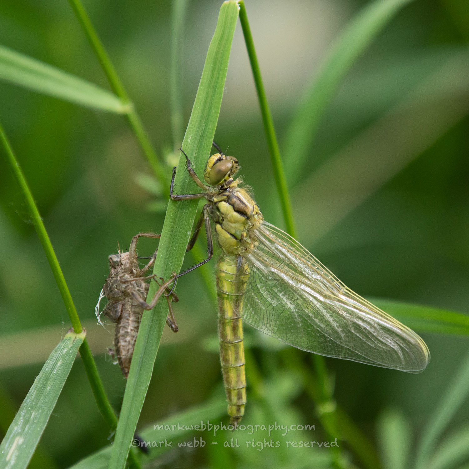 Female (Teneral / Newly Emerged) - Wings Still Together