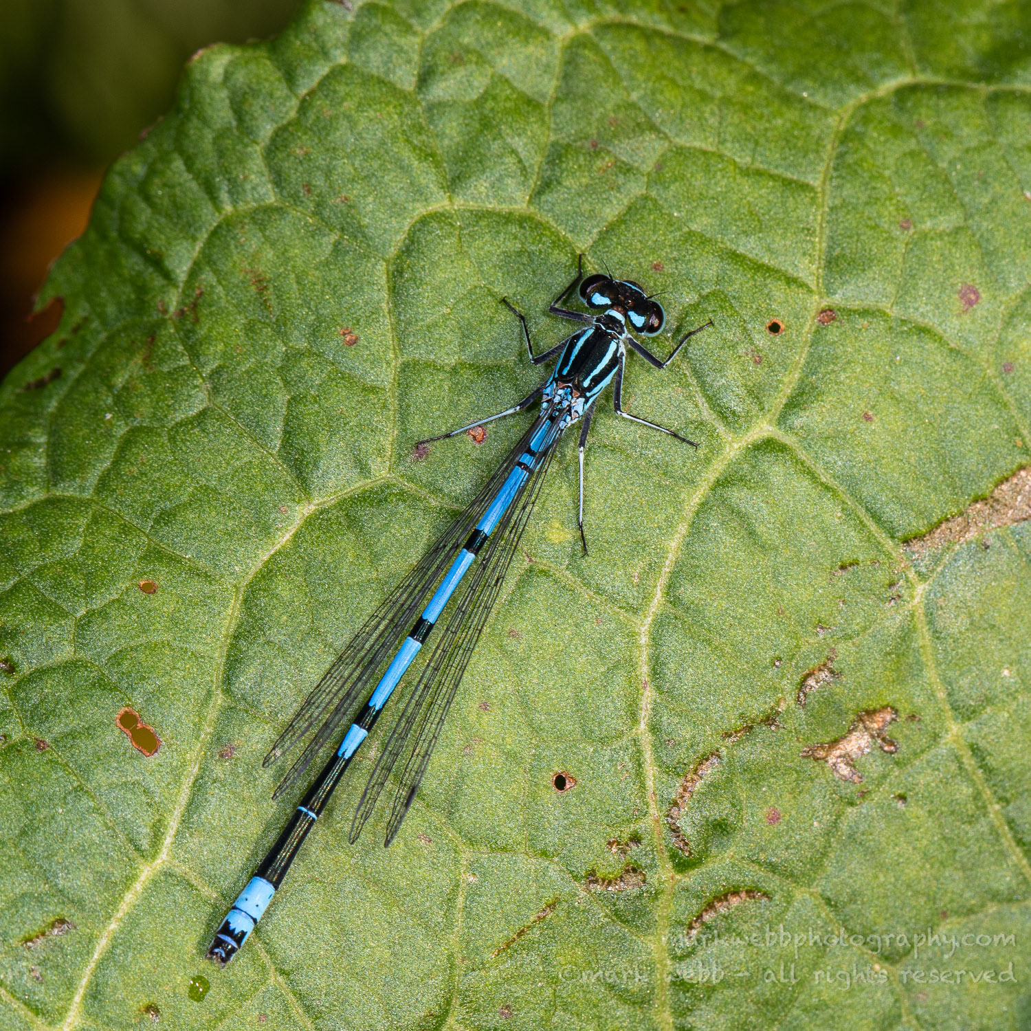 Male