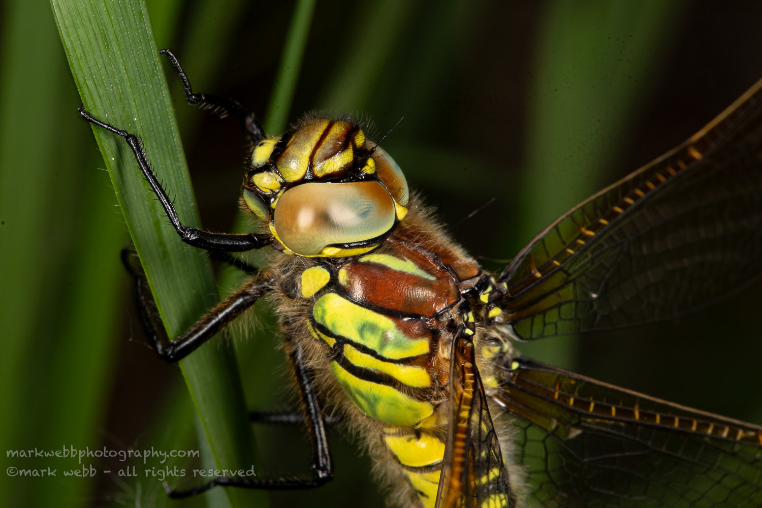 Female