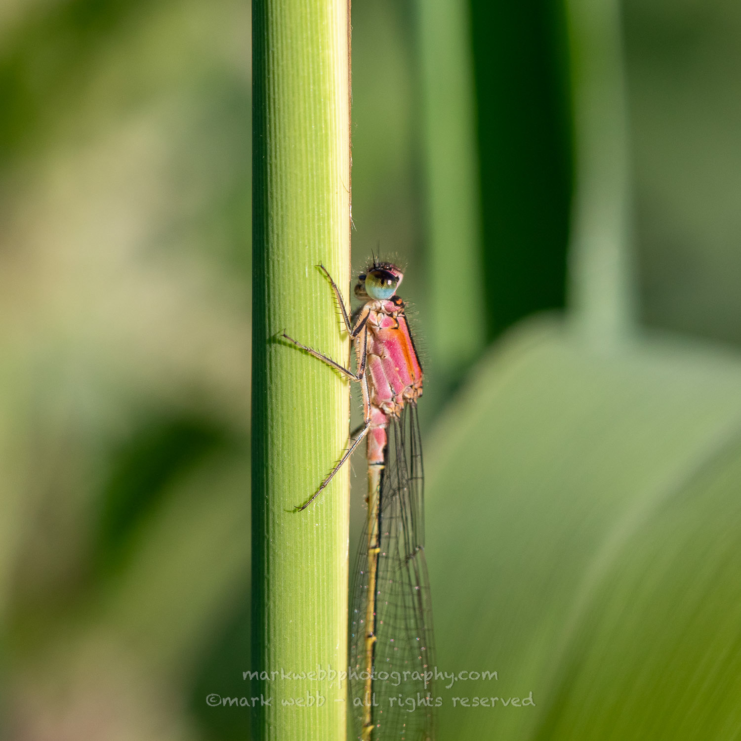 Female (rufescens)