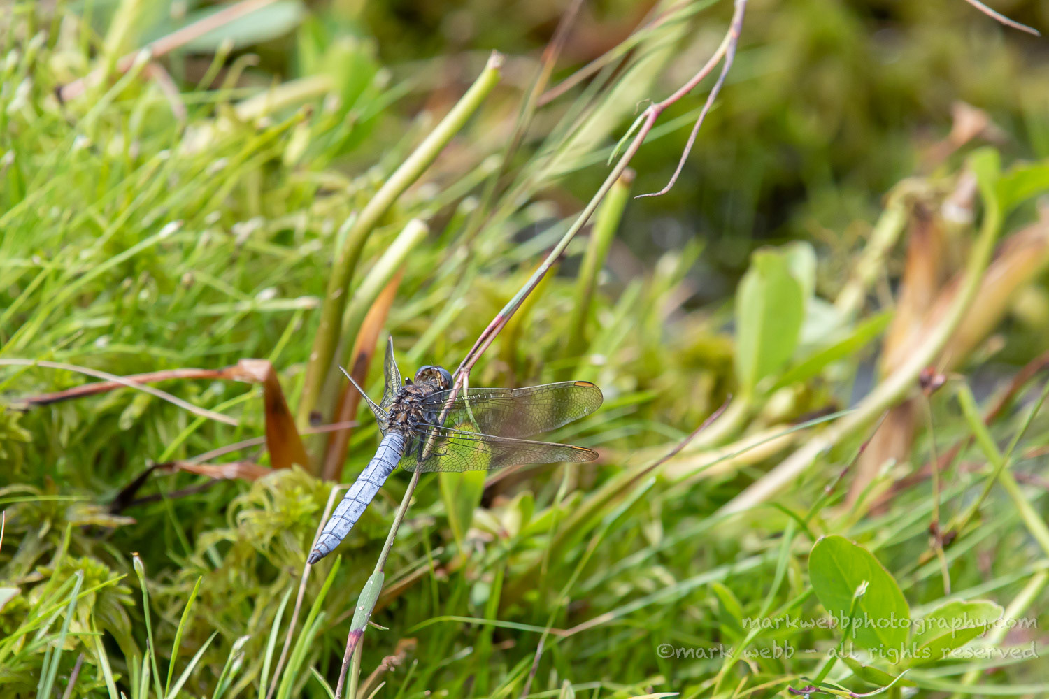 Male