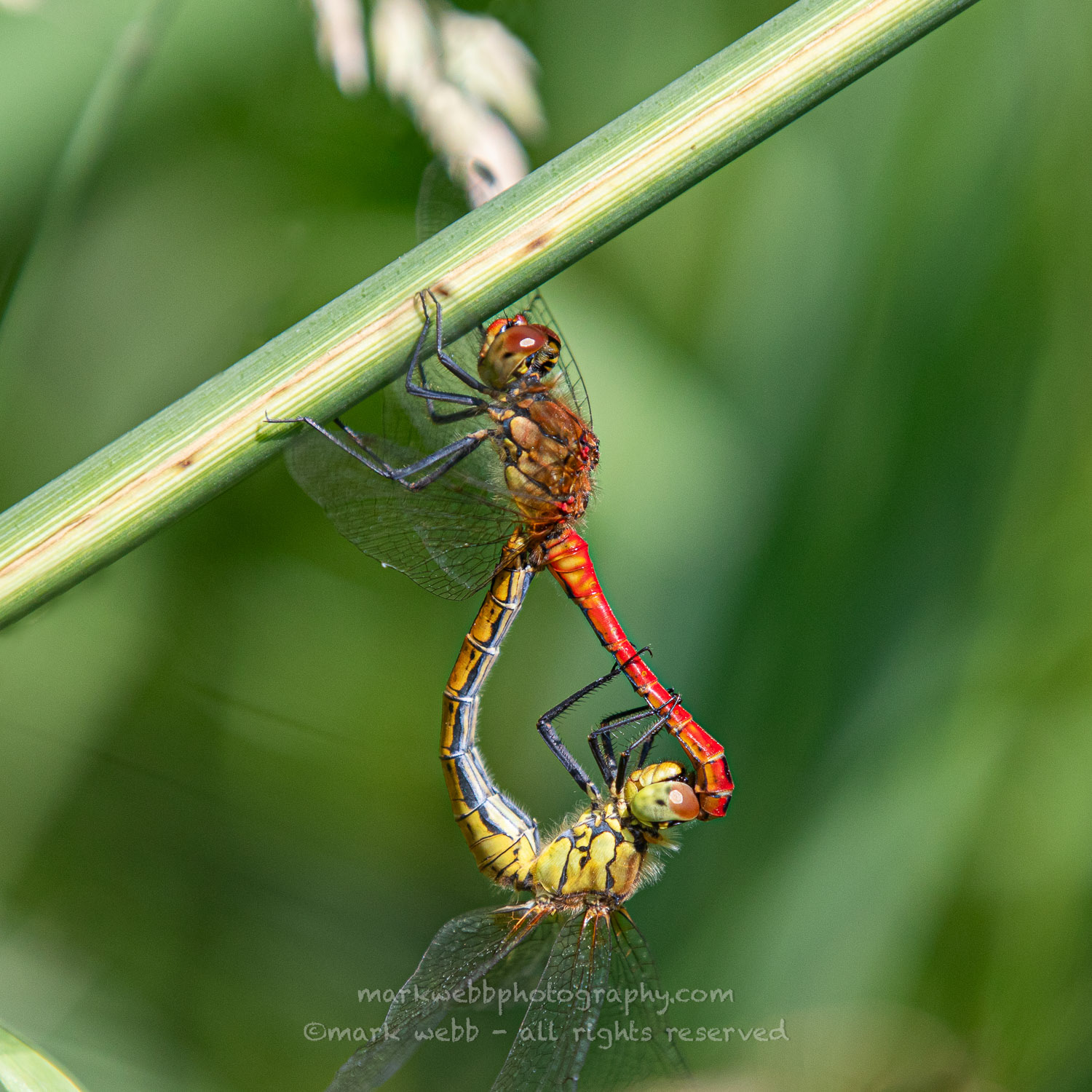 Mating