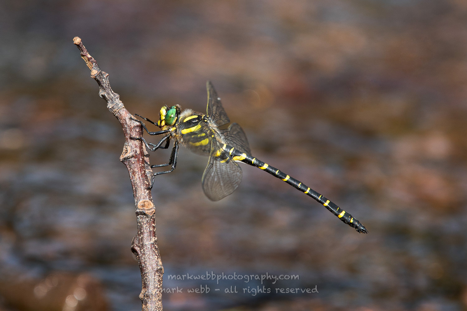 Male