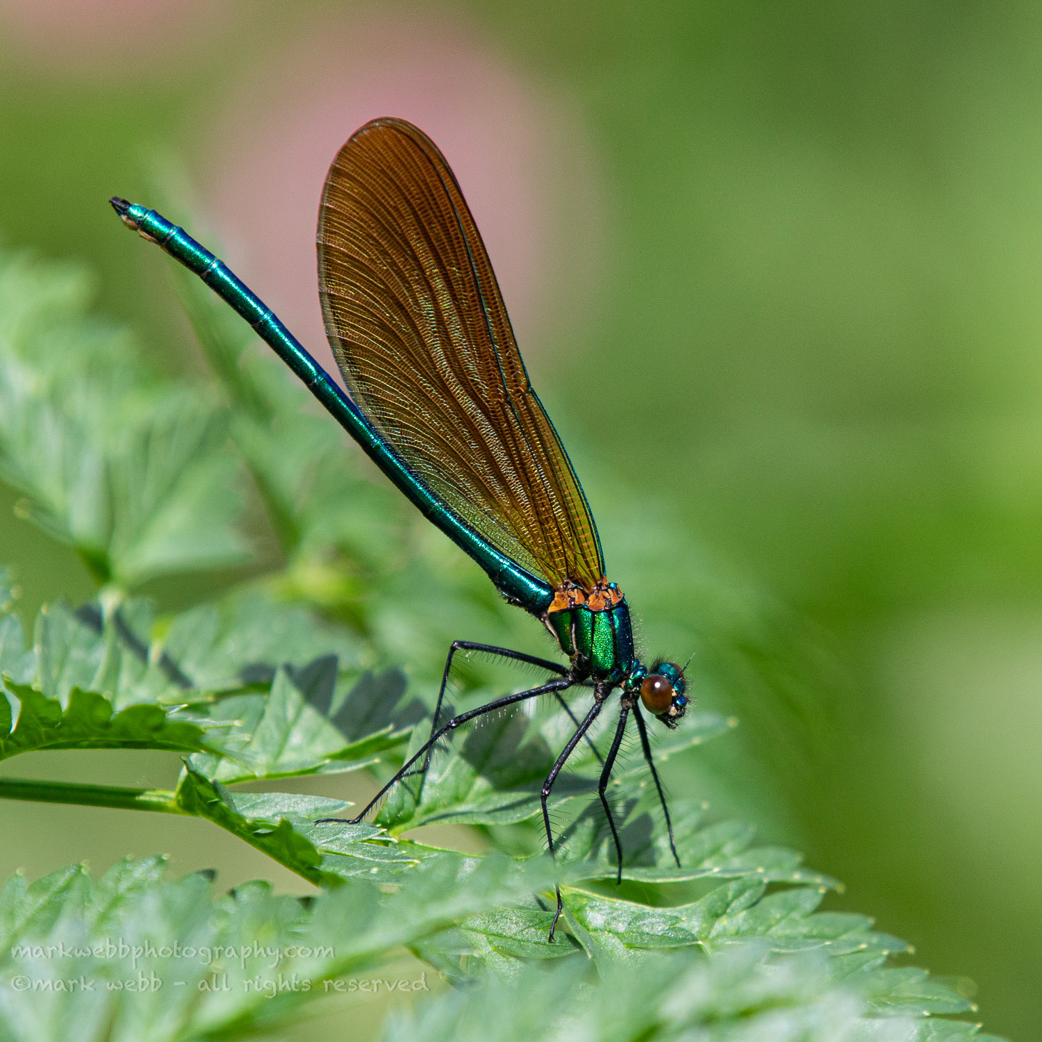 Male (immature)