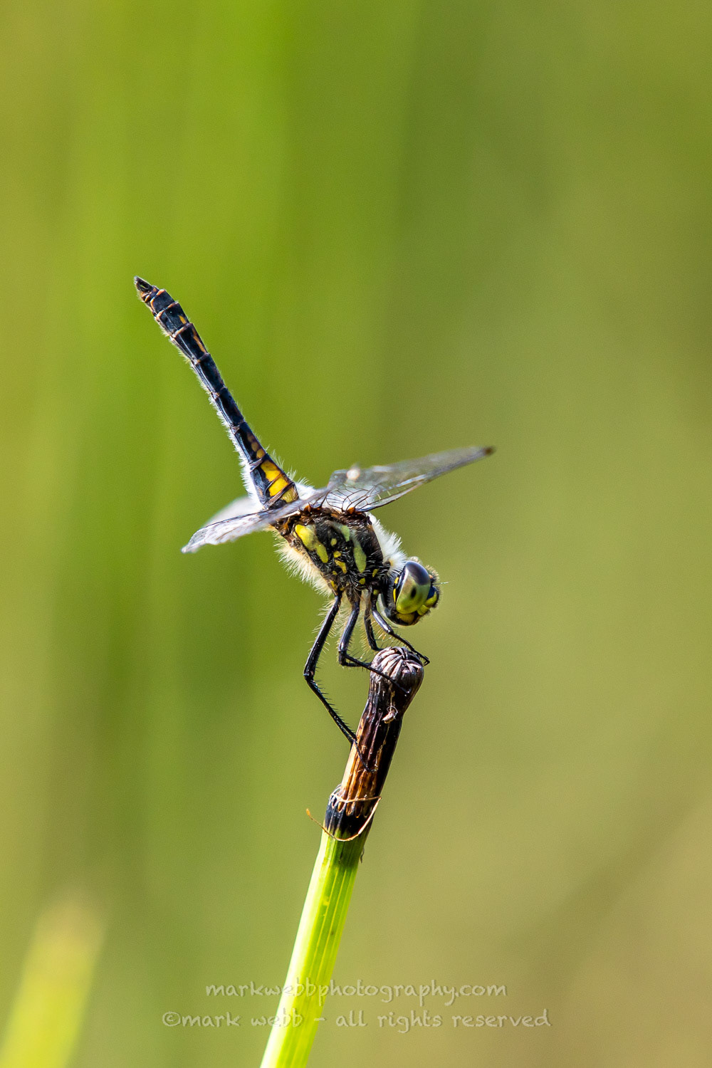Male (Getting Black Colour)