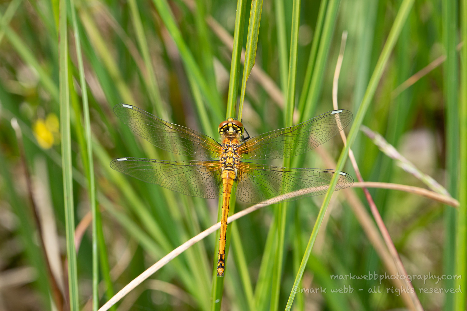 Female (Teneral / Newly Emerged)