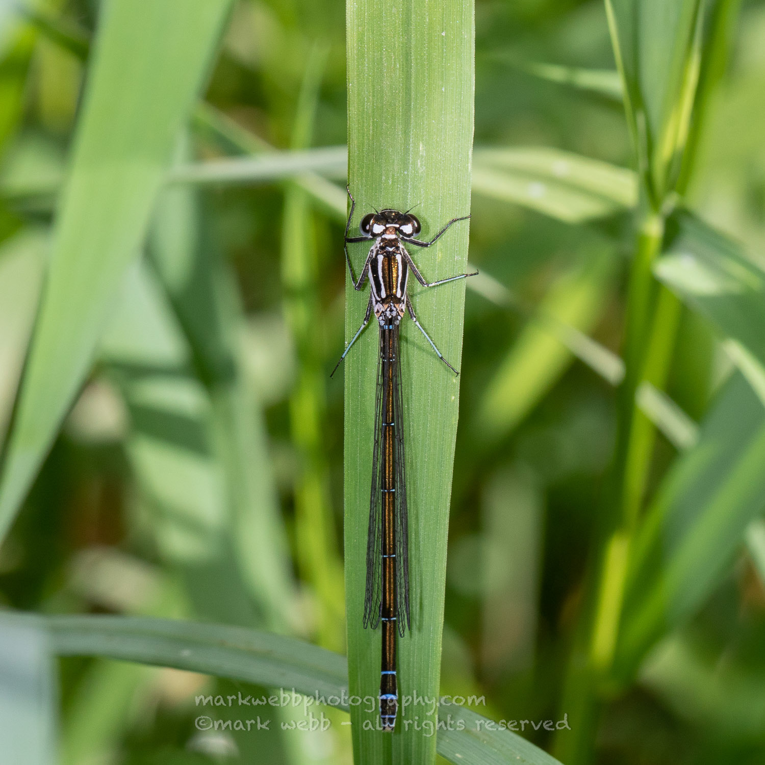Female (Dark Form)