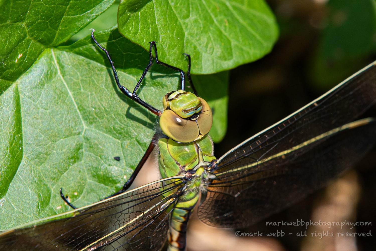 Female (Teneral / Newly Emerged)